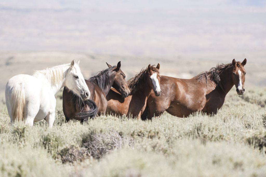 Wild Horse Refuge offers introduction - Vimarsana News